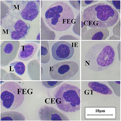 Hematology and Plasma Chemistry Reference Values in Nursehound Shark (Scyliorhinus Stellaris) Maintained Under Human Care